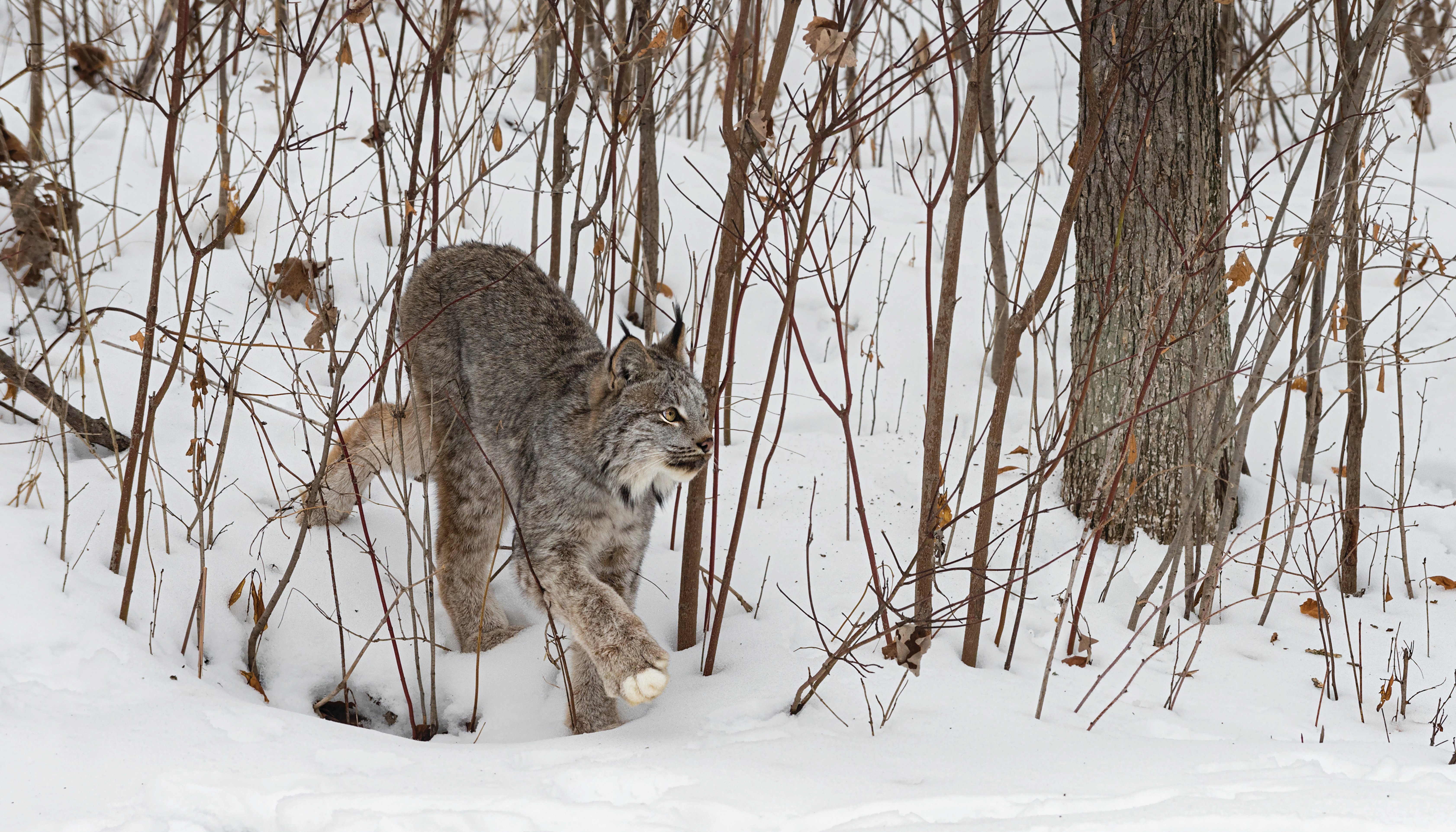 Read Canada lynx in the Northwest by KIRSTEN PISTO