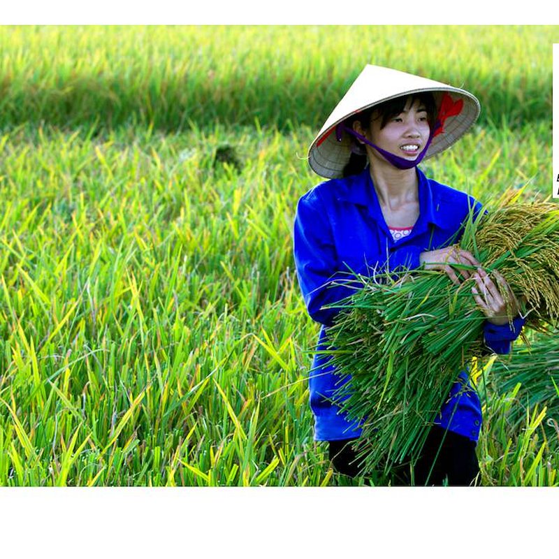 Photo of UNDP Viet Nam